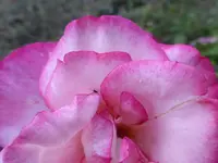 P1440850.webp