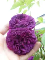 P1440880.webp
