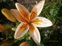P6250448.webp