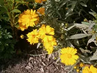 P6250450.webp