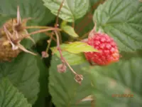 P6250454.webp