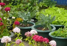 Blumenkohl.webp