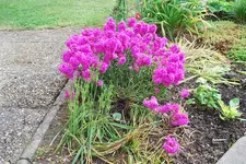 Pechnelke.webp