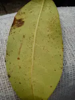 Pyrrhocactus floccosus 26.06.2015 009.webp