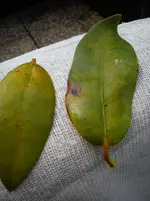 Pyrrhocactus floccosus 26.06.2015 011.webp