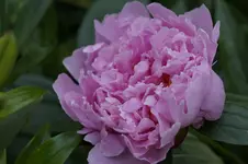 _DSC8504.webp