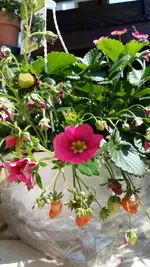 Erdbeere Toscana.jpg