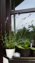Lavendel und Opuntie.webp