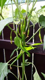 Peperoni.webp