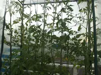 DSCF1293.webp