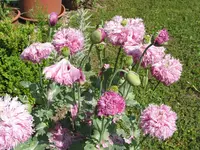 009.webp