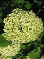 002.webp