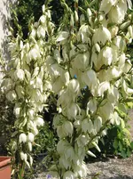 004.webp