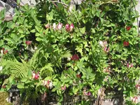 005.webp