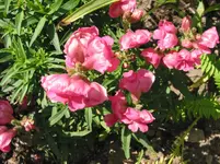010.webp