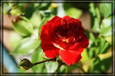 Carmen Miniclimper.webp