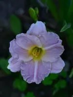 romanticrose1.webp