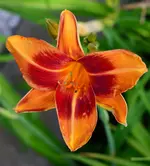 unbekanntorange.webp
