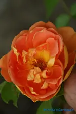 Pat Austin.webp