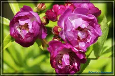 Perennial Blue Kletterrose.jpg