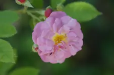 Rosendorf Steinfurth.webp
