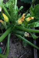 Zuchetti2.webp