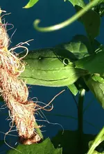 Luffa1.webp