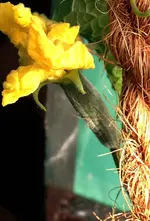 Luffa2.webp