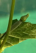 Luffa3.webp
