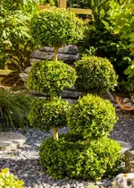 Buchs.webp