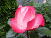 DSCF9169.webp