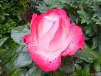 DSCF9170.webp