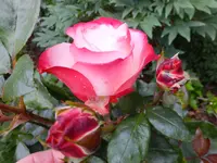 DSCF9172.webp