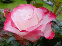 DSCF9195.webp