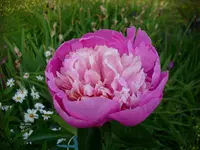 DSCI3472.webp