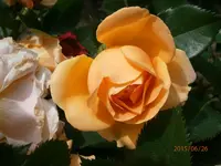 P6260461.webp