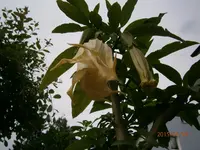P6260463.webp