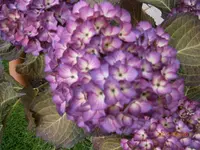 P6260464.webp