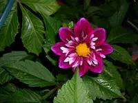 DSCI3474.webp