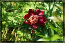 comp_DSC03853.webp
