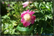 comp_DSC03854.webp