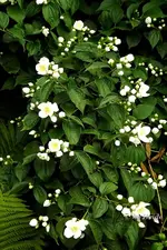 _unbekannte II.webp