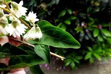 _unbek. II.webp