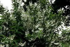 _unbek. IV.webp