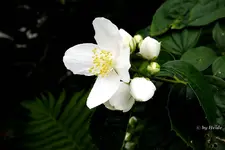 _unbekannte I.webp