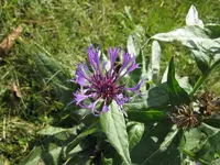 flockenblume.webp