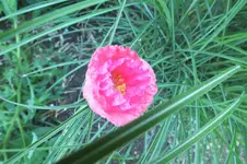 DSCF1657 (2).webp