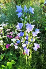 DSCF1654 (2).webp
