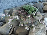 DSCF1656 (2).webp