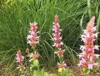 DSCF1660 (3).webp